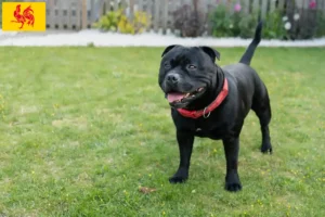 Mehr über den Artikel erfahren Staffordshire Bull Terrier Züchter und Welpen in Wallonische Region