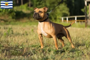 Mehr über den Artikel erfahren Staffordshire Bull Terrier Züchter und Welpen in Zeeland