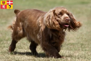 Mehr über den Artikel erfahren Sussex-Spaniel Züchter und Welpen in Auvergne-Rhône-Alpes