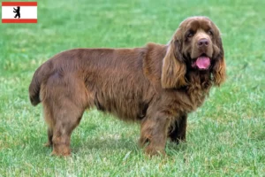 Mehr über den Artikel erfahren Sussex-Spaniel Züchter und Welpen in Berlin