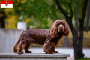 Mehr über den Artikel erfahren Sussex-Spaniel Züchter und Welpen in Brandenburg