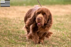 Mehr über den Artikel erfahren Sussex-Spaniel Züchter und Welpen in der Bretagne