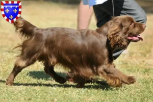 Mehr über den Artikel erfahren Sussex-Spaniel Züchter und Welpen in Centre-Val de Loire