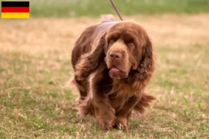 Mehr über den Artikel erfahren Sussex-Spaniel Züchter und Welpen in Deutschland