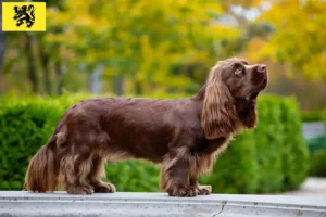 Mehr über den Artikel erfahren Sussex-Spaniel Züchter und Welpen in Flandern