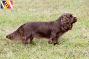 Mehr über den Artikel erfahren Sussex-Spaniel Züchter und Welpen in Grand Est