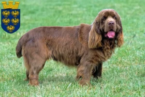 Mehr über den Artikel erfahren Sussex-Spaniel Züchter und Welpen in Niederösterreich