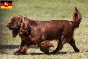 Mehr über den Artikel erfahren Sussex-Spaniel Züchter und Welpen in Niedersachsen