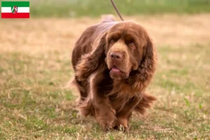 Mehr über den Artikel erfahren Sussex-Spaniel Züchter und Welpen in Nordrhein-Westfalen