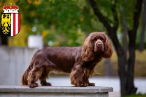 Mehr über den Artikel erfahren Sussex-Spaniel Züchter und Welpen in Oberösterreich