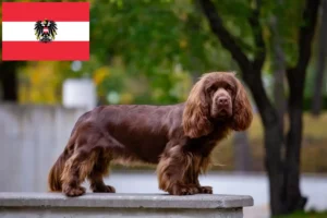 Mehr über den Artikel erfahren Sussex-Spaniel Züchter und Welpen in Österreich