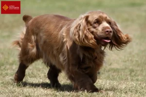 Mehr über den Artikel erfahren Sussex-Spaniel Züchter und Welpen in Okzitanien