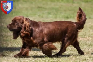 Mehr über den Artikel erfahren Sussex-Spaniel Züchter und Welpen in Pays de la Loire