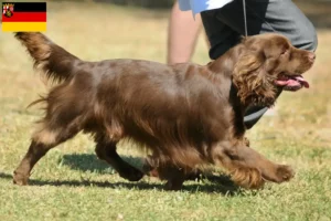 Mehr über den Artikel erfahren Sussex-Spaniel Züchter und Welpen in Rheinland-Pfalz