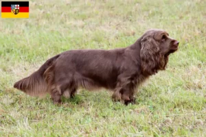 Mehr über den Artikel erfahren Sussex-Spaniel Züchter und Welpen im Saarland