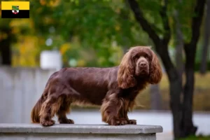 Mehr über den Artikel erfahren Sussex-Spaniel Züchter und Welpen in Sachsen-Anhalt