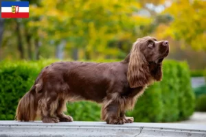 Mehr über den Artikel erfahren Sussex-Spaniel Züchter und Welpen in Schleswig-Holstein