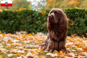 Mehr über den Artikel erfahren Sussex-Spaniel Züchter und Welpen in Thüringen