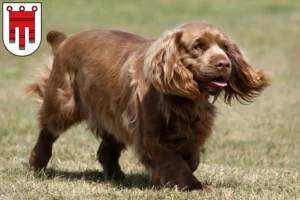 Mehr über den Artikel erfahren Sussex-Spaniel Züchter und Welpen in Vorarlberg