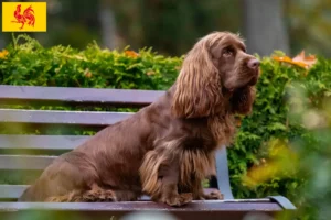 Mehr über den Artikel erfahren Sussex-Spaniel Züchter und Welpen in Wallonische Region