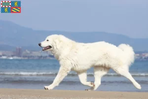 Mehr über den Artikel erfahren Tatra-Schäferhund Züchter und Welpen in Bourgogne-Franche-Comté