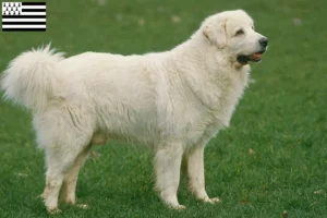 Mehr über den Artikel erfahren Tatra-Schäferhund Züchter und Welpen in der Bretagne