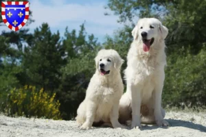 Mehr über den Artikel erfahren Tatra-Schäferhund Züchter und Welpen in Centre-Val de Loire