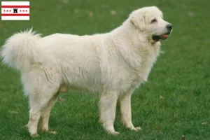 Mehr über den Artikel erfahren Tatra-Schäferhund Züchter und Welpen in Drenthe