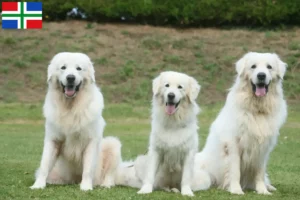 Mehr über den Artikel erfahren Tatra-Schäferhund Züchter und Welpen in Groningen