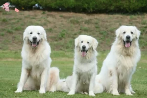 Mehr über den Artikel erfahren Tatra-Schäferhund Züchter und Welpen in Hovedstaden