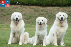 Mehr über den Artikel erfahren Tatra-Schäferhund Züchter und Welpen in Karlsbad