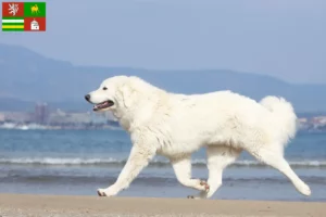 Mehr über den Artikel erfahren Tatra-Schäferhund Züchter und Welpen in Pilsen