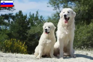 Mehr über den Artikel erfahren Tatra-Schäferhund Züchter und Welpen in Slowenien