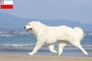 Mehr über den Artikel erfahren Tatra-Schäferhund Züchter und Welpen in Utrecht