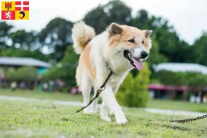 Mehr über den Artikel erfahren Thai Bangkaew Dog Züchter und Welpen in Auvergne-Rhône-Alpes