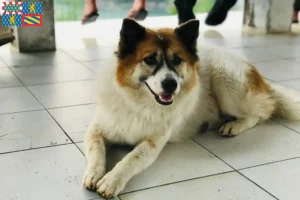 Mehr über den Artikel erfahren Thai Bangkaew Dog Züchter und Welpen in Bourgogne-Franche-Comté