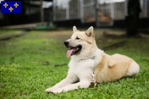 Mehr über den Artikel erfahren Thai Bangkaew Dog Züchter und Welpen in Île-de-France