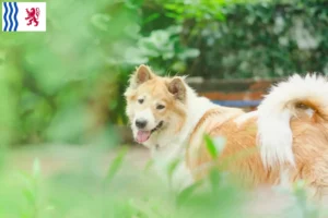 Mehr über den Artikel erfahren Thai Bangkaew Dog Züchter und Welpen in Nouvelle-Aquitaine