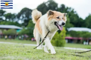 Mehr über den Artikel erfahren Thai Bangkaew Dog Züchter und Welpen in Zeeland