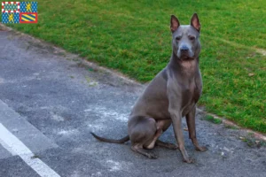 Mehr über den Artikel erfahren Thai Ridgeback Züchter und Welpen in Bourgogne-Franche-Comté