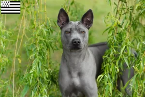 Mehr über den Artikel erfahren Thai Ridgeback Züchter und Welpen in der Bretagne