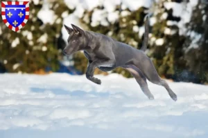 Mehr über den Artikel erfahren Thai Ridgeback Züchter und Welpen in Centre-Val de Loire