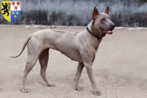 Mehr über den Artikel erfahren Thai Ridgeback Züchter und Welpen in Hauts-de-France