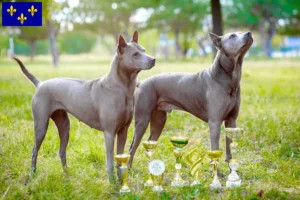 Mehr über den Artikel erfahren Thai Ridgeback Züchter und Welpen in Île-de-France