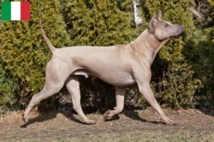 Mehr über den Artikel erfahren Thai Ridgeback Züchter und Welpen in Italien