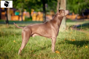 Mehr über den Artikel erfahren Thai Ridgeback Züchter und Welpen auf Korsika