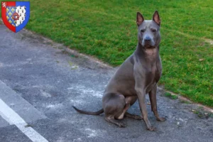 Mehr über den Artikel erfahren Thai Ridgeback Züchter und Welpen in Pays de la Loire