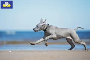 Mehr über den Artikel erfahren Thai Ridgeback Züchter und Welpen in Region Brüssel-Hauptstadt