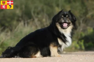 Mehr über den Artikel erfahren Tibet-Spaniel Züchter und Welpen in Auvergne-Rhône-Alpes