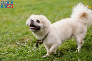 Mehr über den Artikel erfahren Tibet-Spaniel Züchter und Welpen in Bourgogne-Franche-Comté